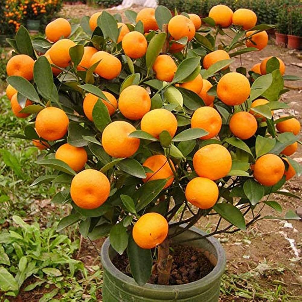 Plant 3